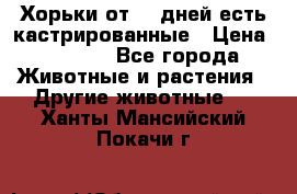   Хорьки от 35 дней есть кастрированные › Цена ­ 2 000 - Все города Животные и растения » Другие животные   . Ханты-Мансийский,Покачи г.